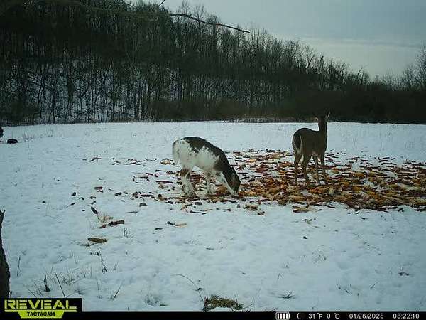 166 Acres of Land for Sale in Dexter City, Ohio