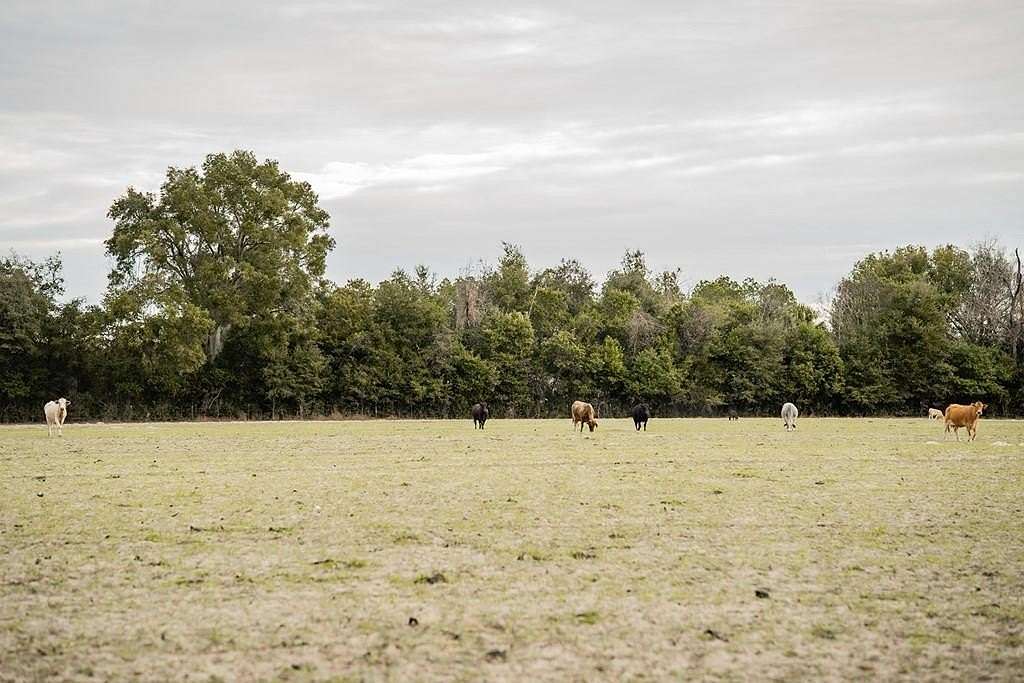 10 Acres of Residential Land for Sale in Chiefland, Florida