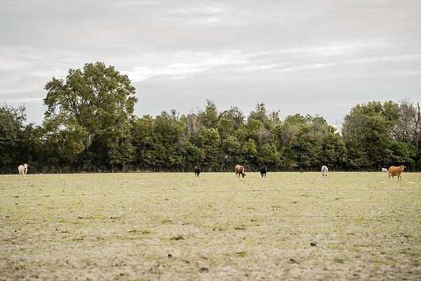 10 Acres of Residential Land for Sale in Chiefland, Florida