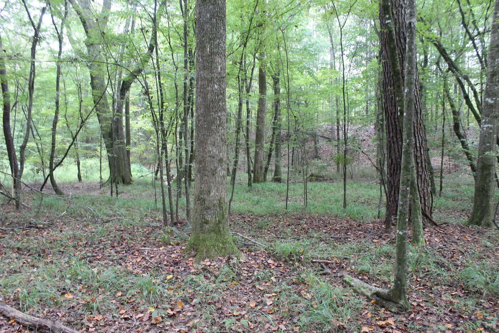 14.4 Acres of Land for Sale in Brookhaven, Mississippi