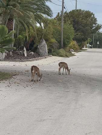 Residential Land for Sale in Big Pine Key, Florida