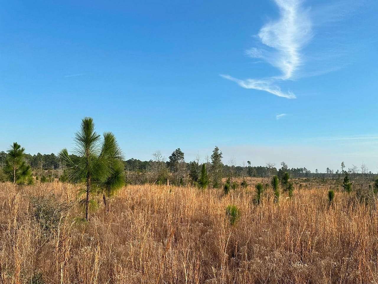 160 Acres of Land for Sale in Wiggins, Mississippi