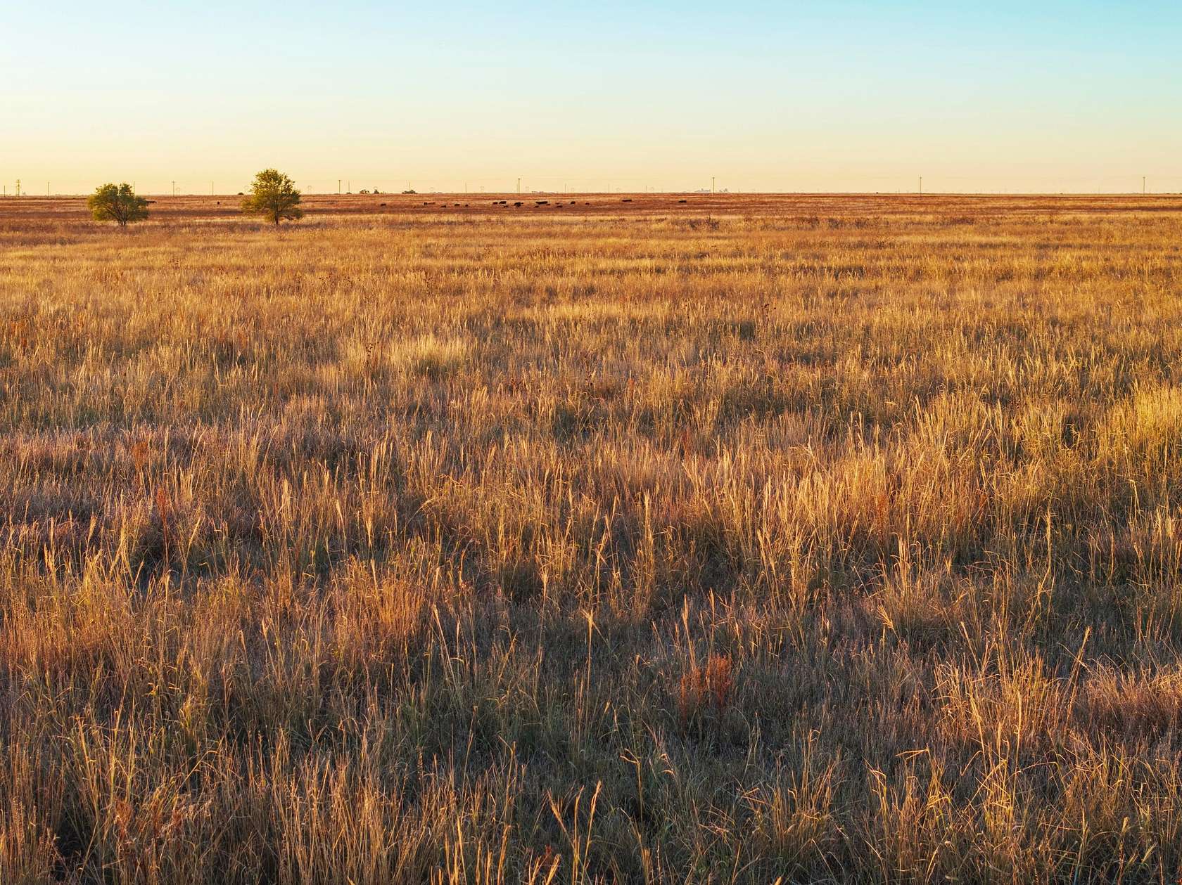 405 Acres of Agricultural Land for Sale in Hereford, Texas