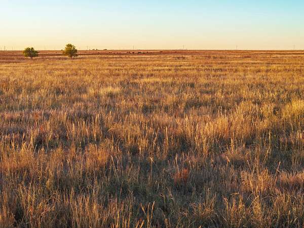 405 Acres of Agricultural Land for Sale in Hereford, Texas