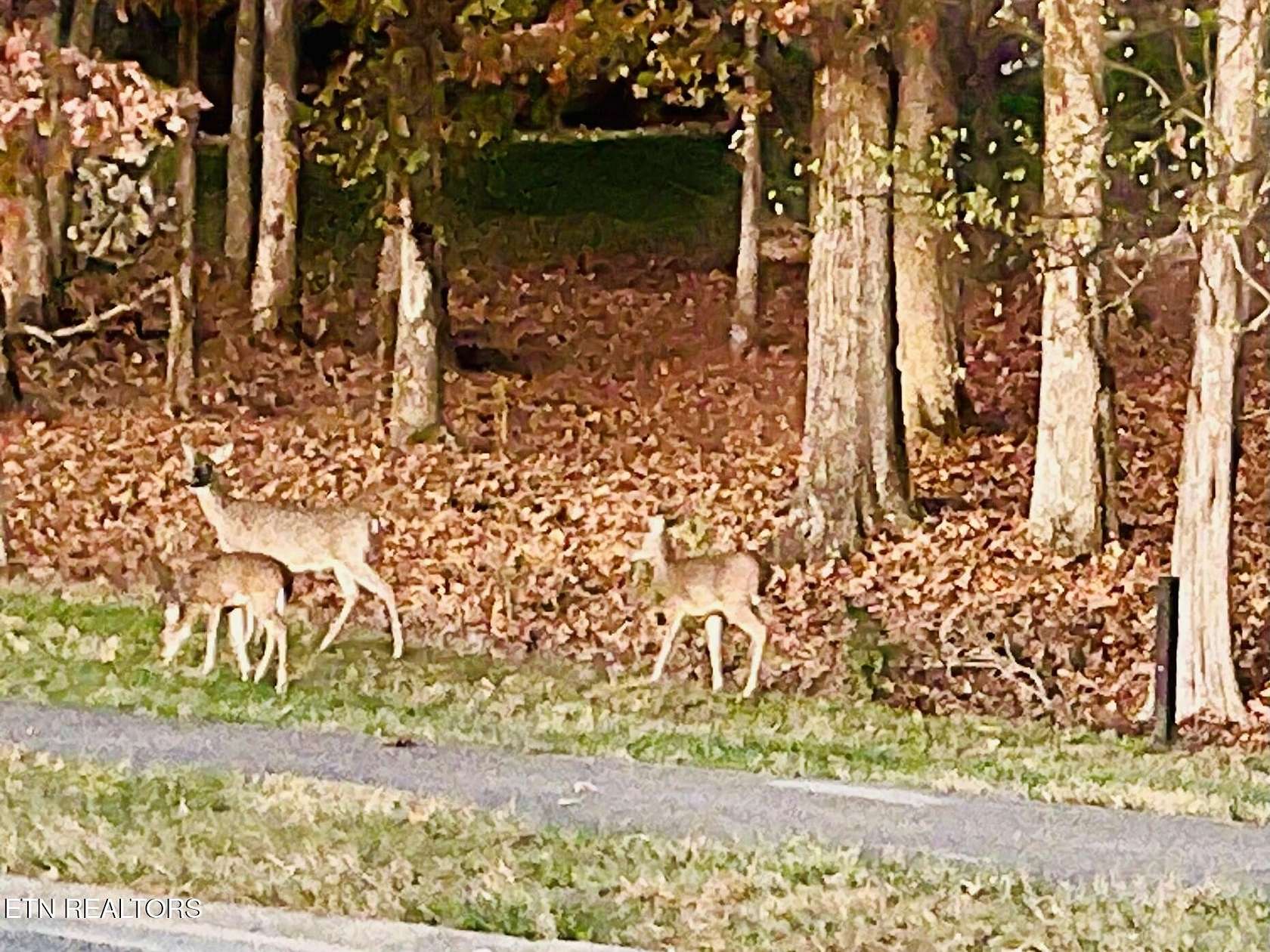 0.66 Acres of Residential Land for Sale in Loudon, Tennessee