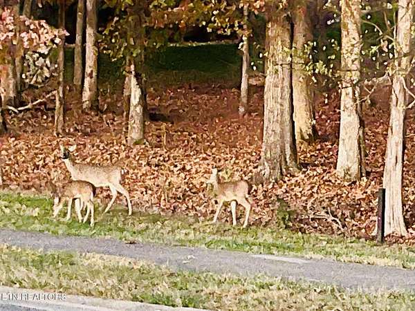 0.66 Acres of Residential Land for Sale in Loudon, Tennessee