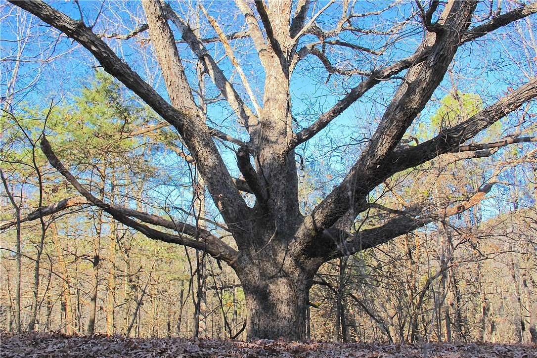 45.4 Acres of Recreational & Residential Land for Sale in Berryville, Arkansas