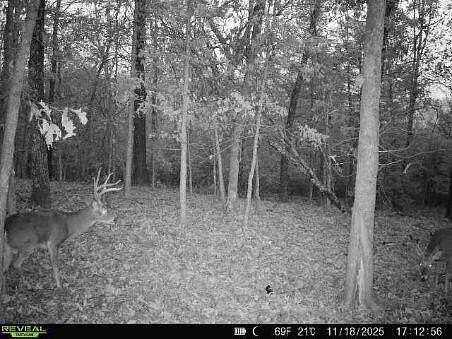 85 Acres of Recreational & Residential Land for Sale in Forsyth, Missouri