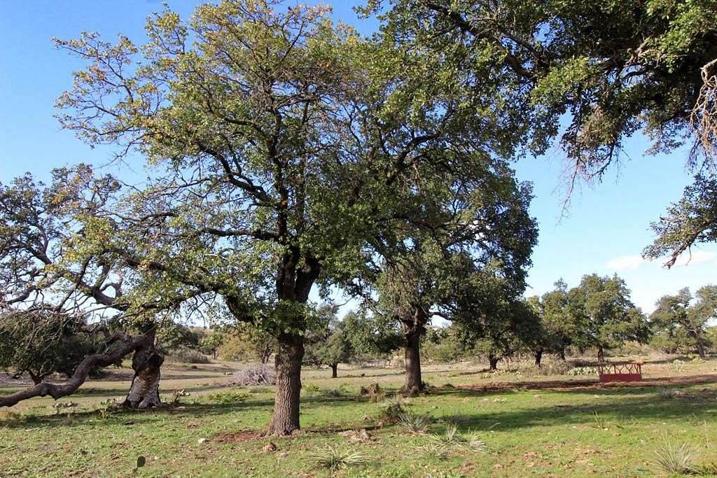 50 Acres of Recreational Land for Sale in Harper, Texas