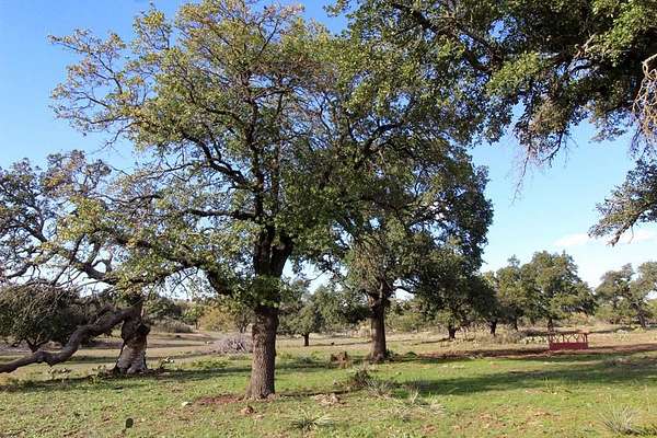 50 Acres of Recreational Land for Sale in Harper, Texas
