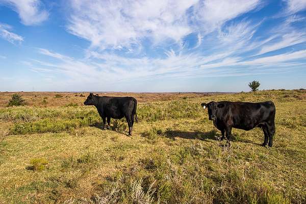 290 Acres of Land for Auction in Mooreland, Oklahoma
