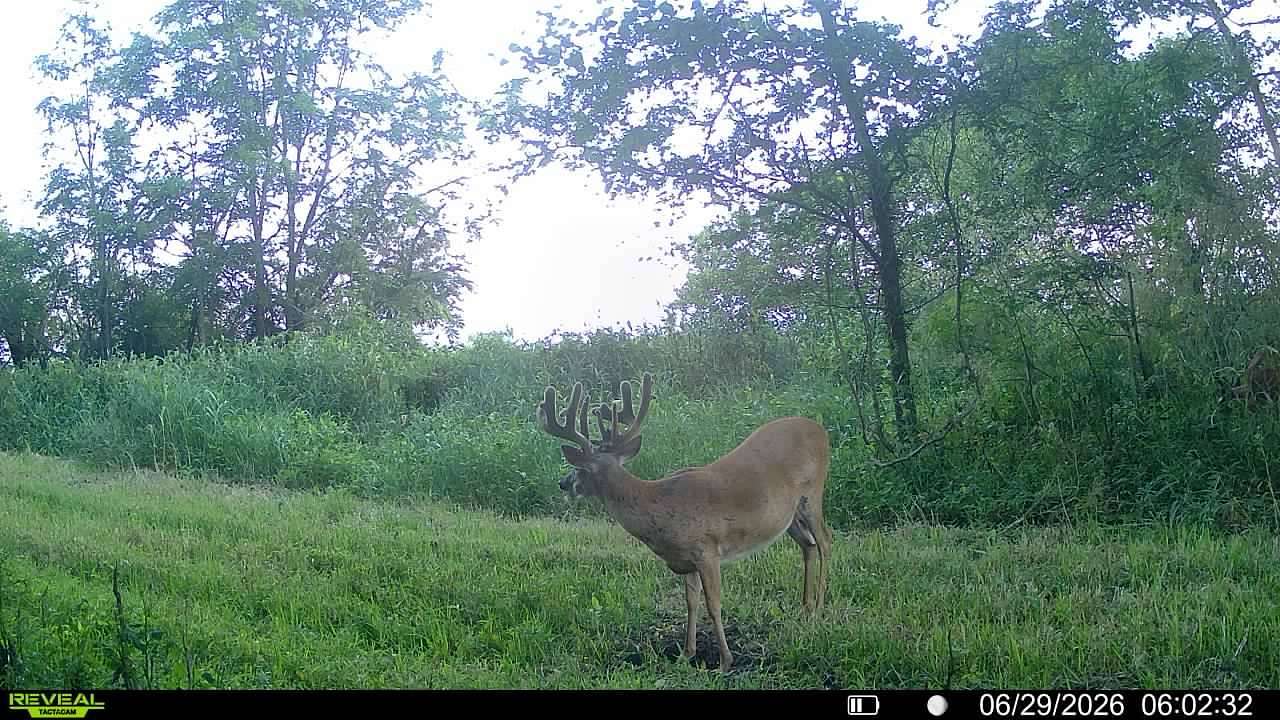 83.9 Acres of Recreational Land for Sale in Forest City, Missouri