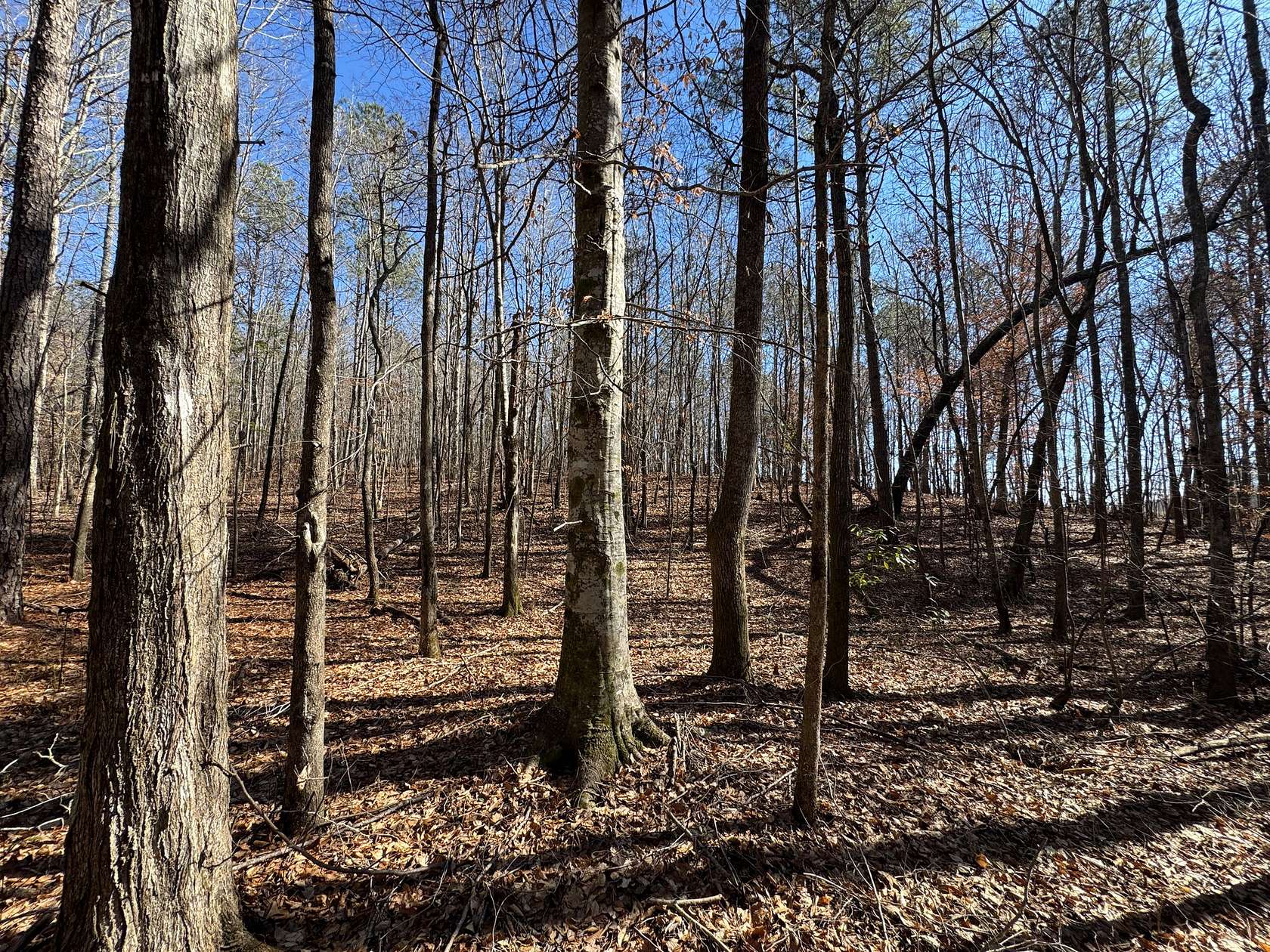 37 Acres of Recreational Land for Sale in Dadeville, Alabama