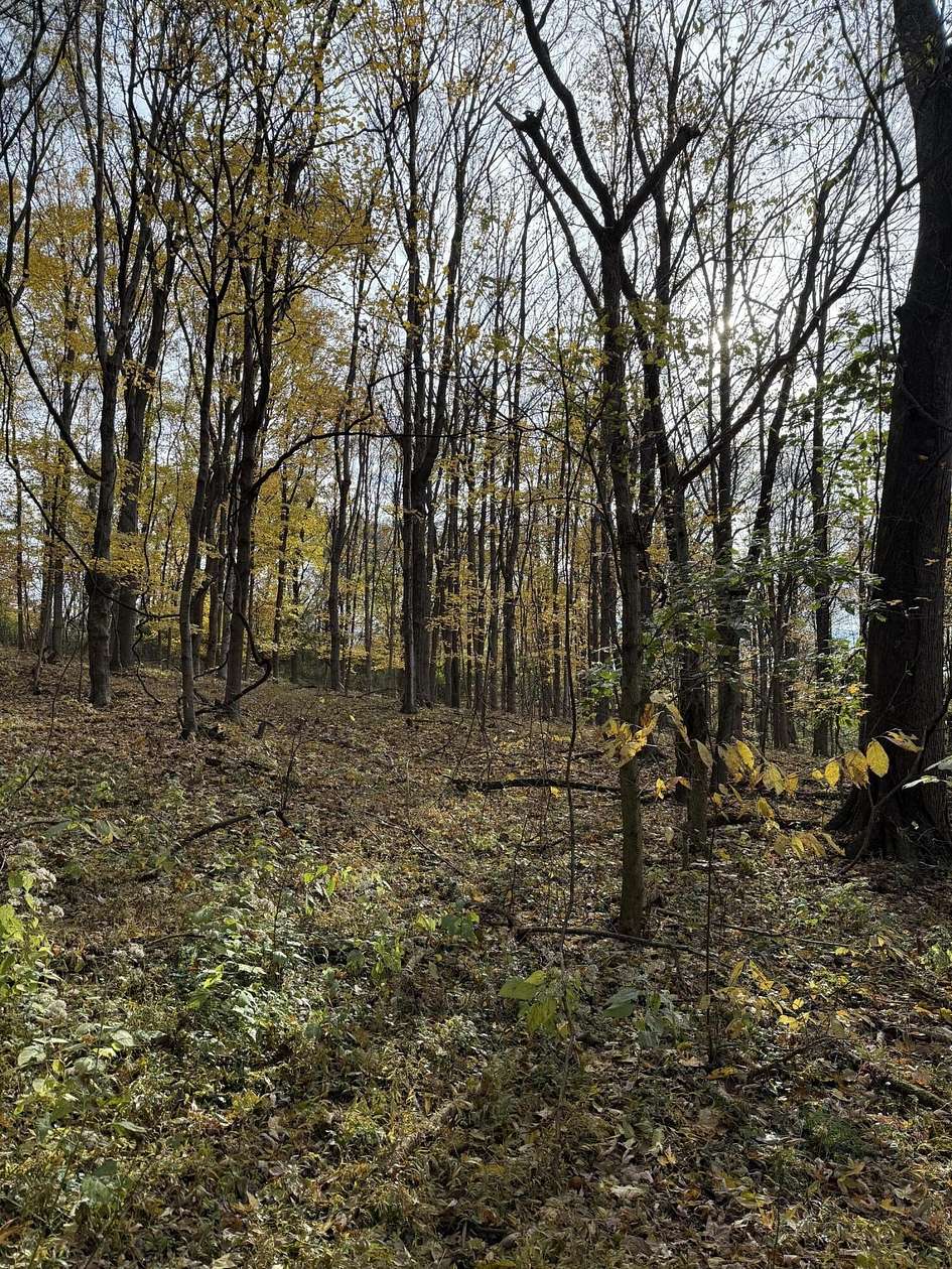 16 Acres of Land for Sale in Petersburg, Kentucky