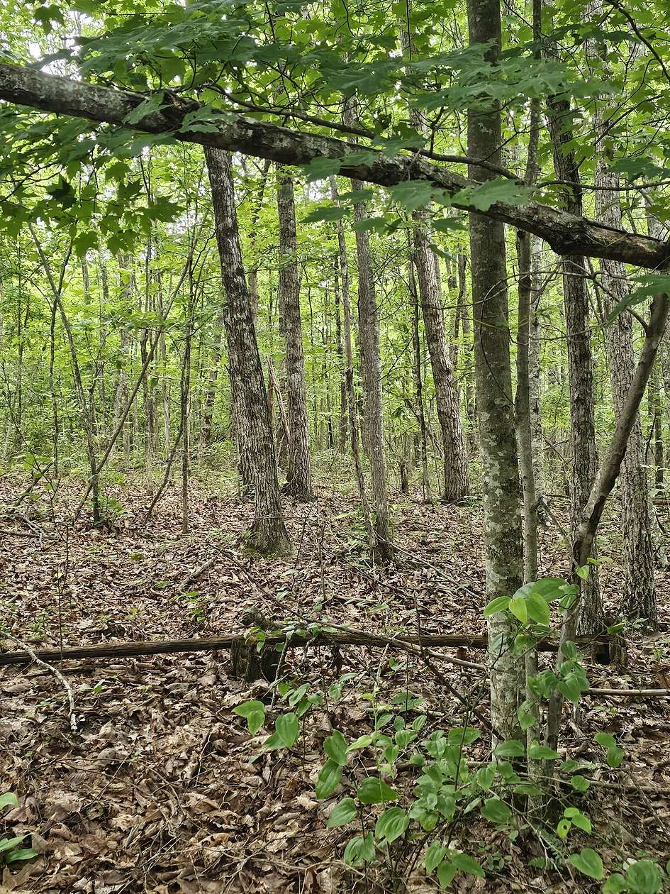 30 Acres of Land for Sale in Coalmont, Tennessee
