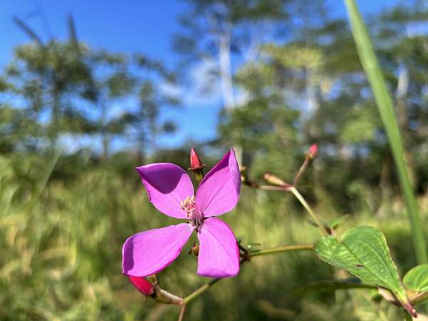 0.18 Acres of Residential Land for Sale in Pahoa, Hawaii