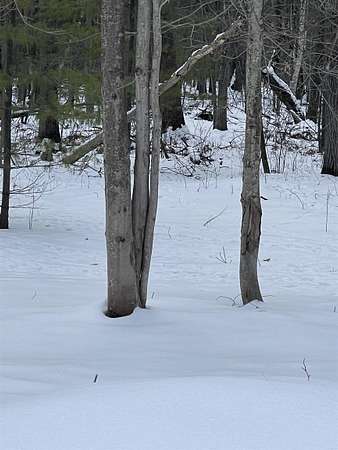 1 Acre of Residential Land for Sale in Shepherd, Michigan