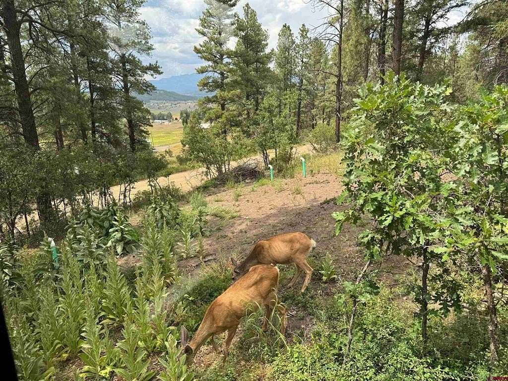5 Acres of Land for Sale in Pagosa Springs, Colorado