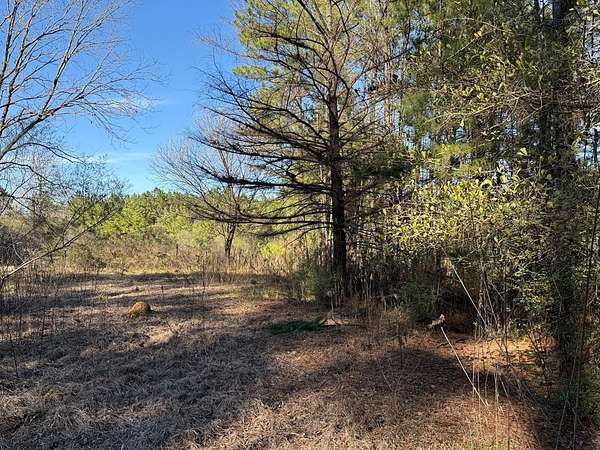 3.1 Acres of Residential Land for Sale in Bronson, Texas