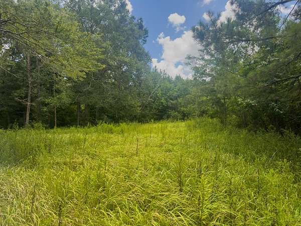 27 Acres of Land for Sale in Poplarville, Mississippi