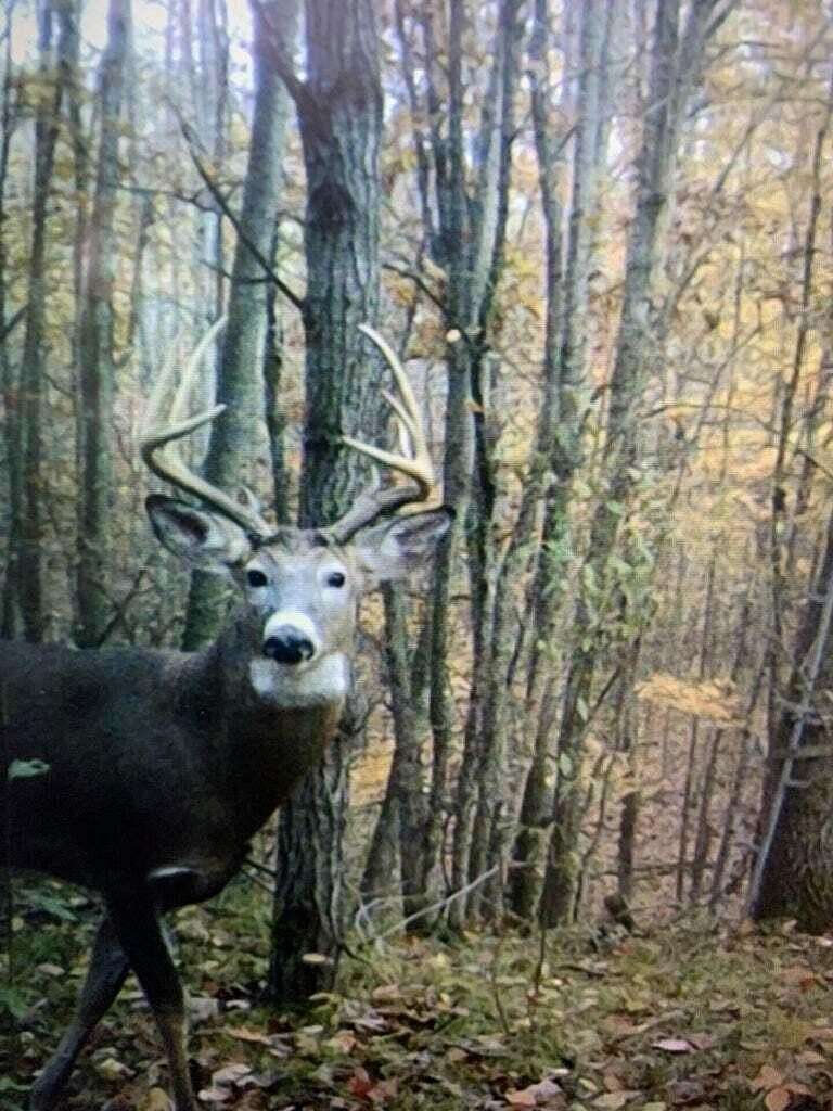 40 Acres of Recreational Land for Sale in Stanwood, Michigan