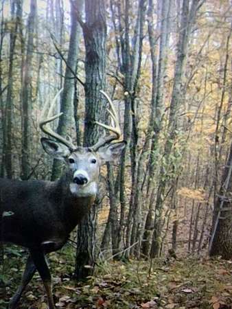 40 Acres of Recreational Land for Sale in Stanwood, Michigan