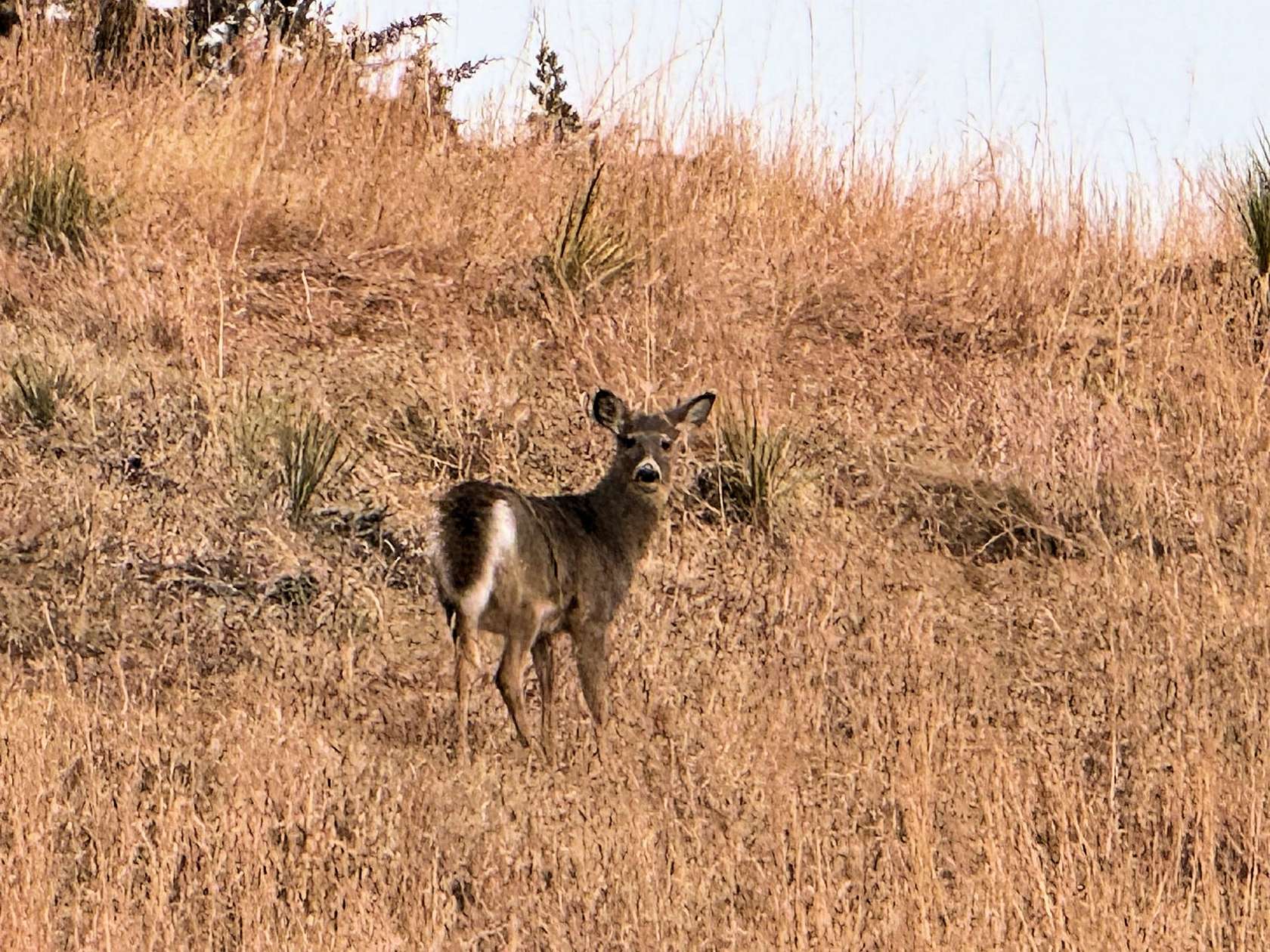 120 Acres of Recreational Land & Farm for Sale in Verdigre, Nebraska
