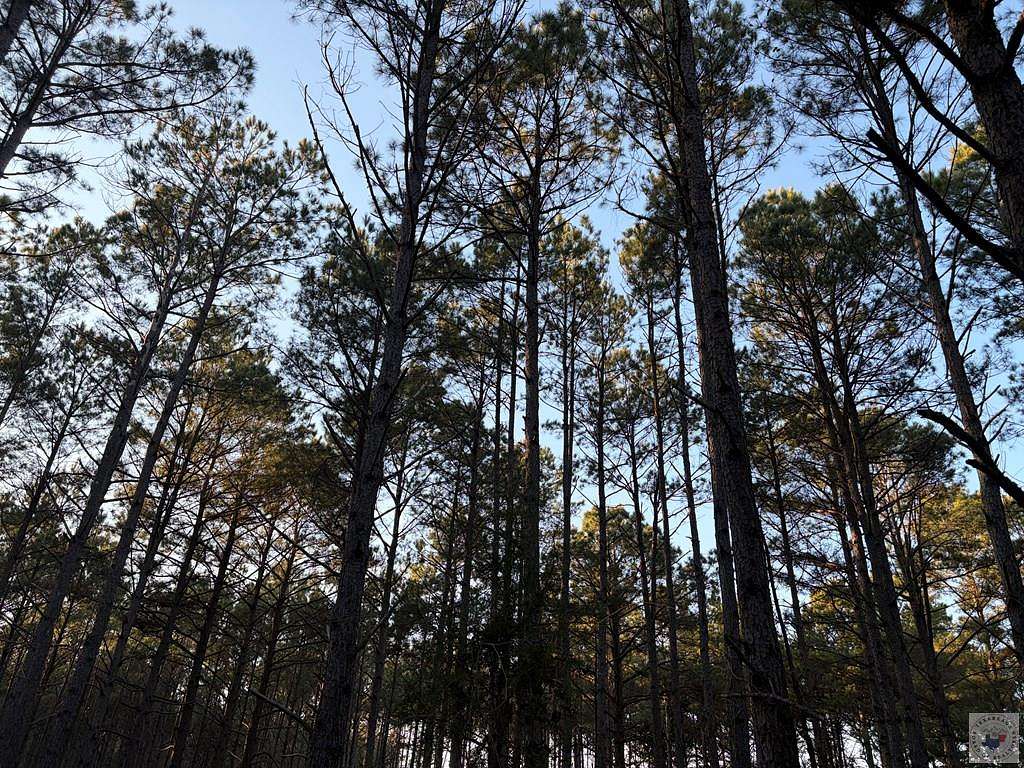 24 Acres of Land for Sale in Hughes Springs, Texas