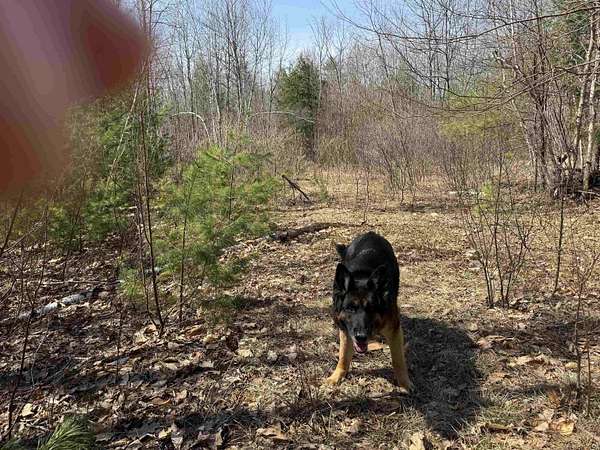 22 Acres of Recreational & Residential Land for Sale in Wakefield, New Hampshire