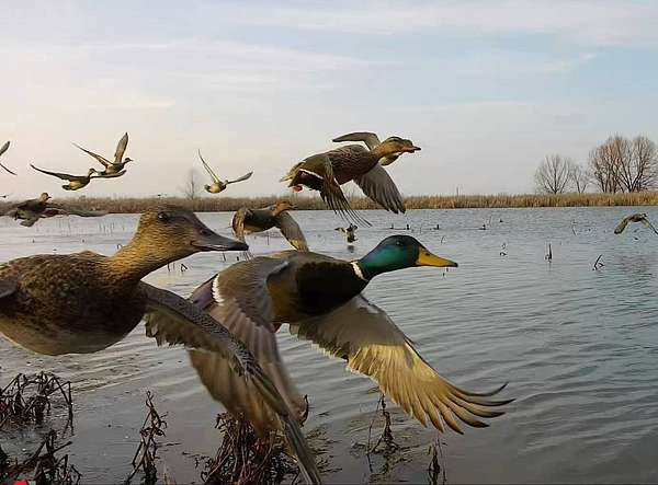 610 Acres of Land for Auction in Stuttgart, Arkansas