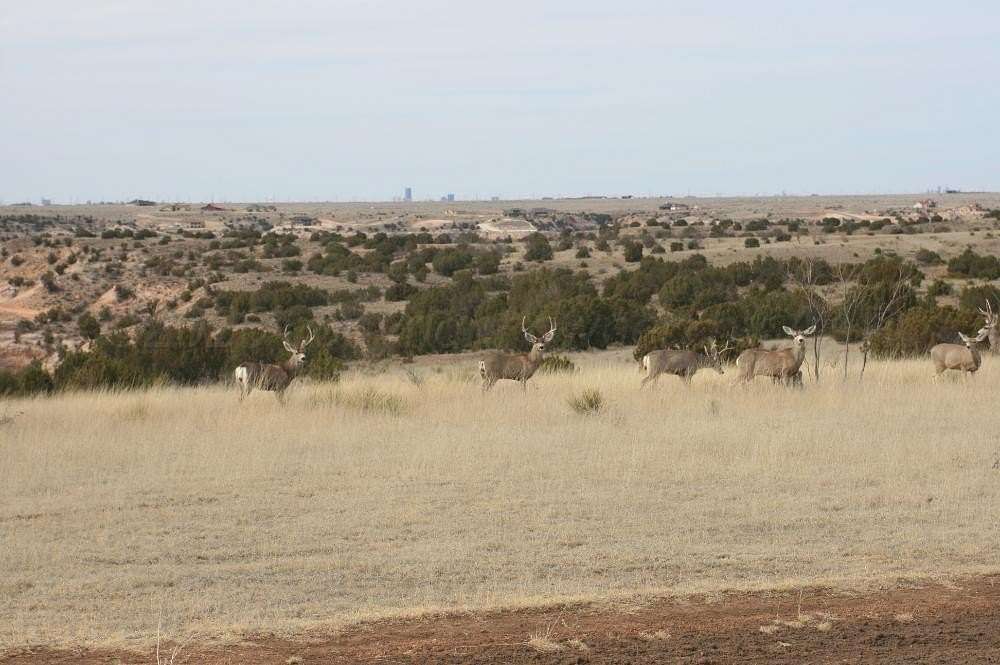 2 Acres of Land for Sale in Amarillo, Texas