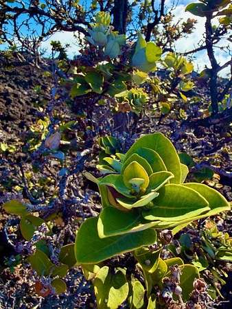 1 Acre of Residential Land for Sale in Hawaiian Ocean View, Hawaii