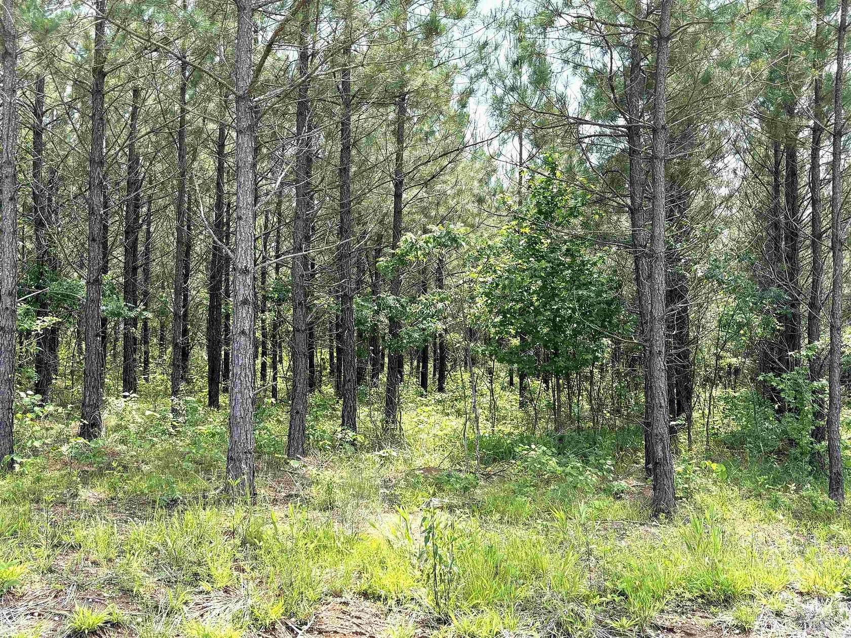 3 Acres of Residential Land for Sale in Sheridan, Arkansas