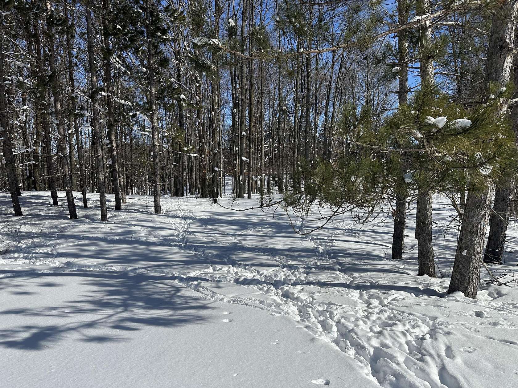 20 Acres of Recreational Land for Sale in Cadillac, Michigan