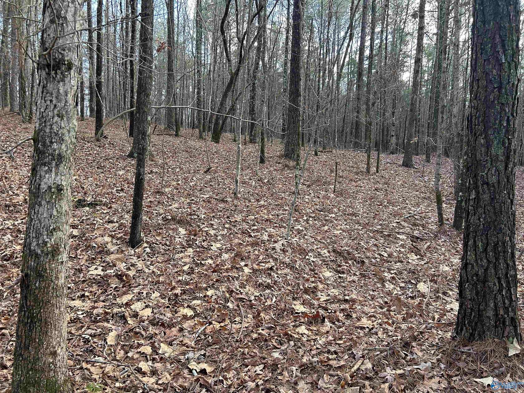 22 Acres of Recreational Land for Sale in Gadsden, Alabama