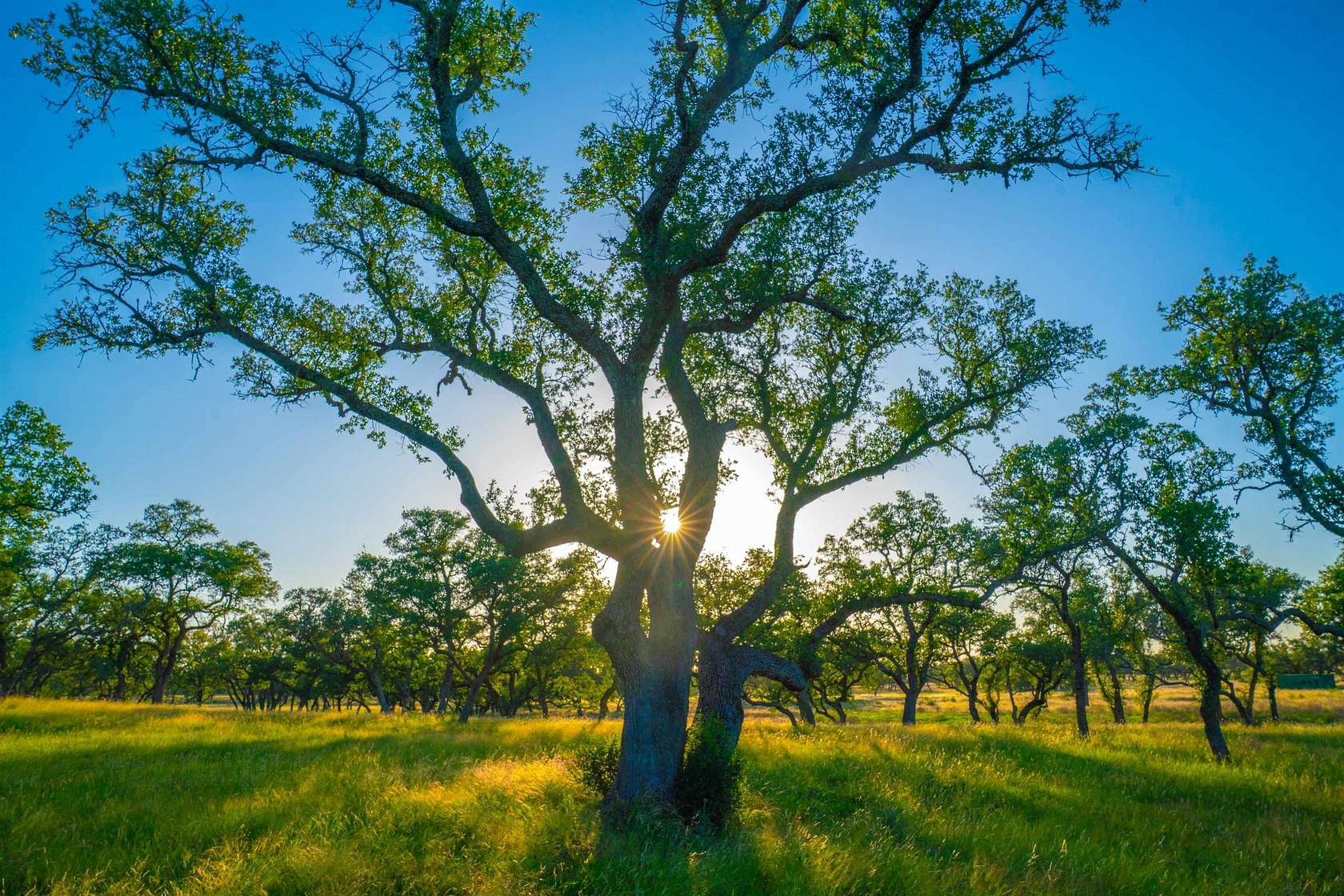 9 Acres of Agricultural Land for Sale in Johnson City, Texas