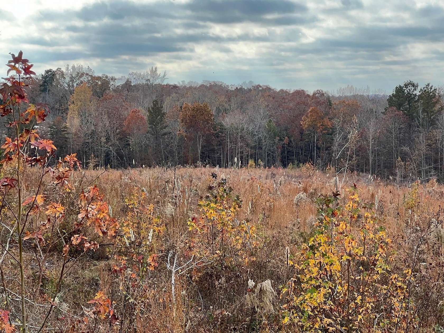 17.2 Acres of Recreational Land for Sale in Sugar Tree, Tennessee