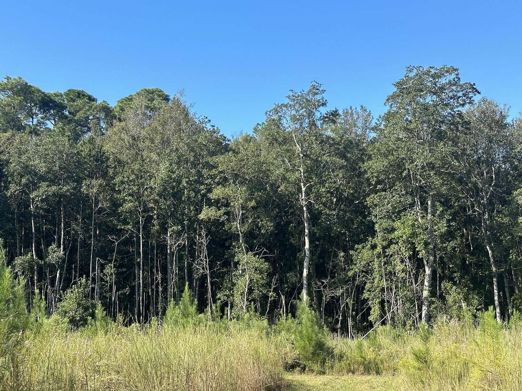 68.1 Acres of Recreational Land & Farm for Sale in Laurel Hill, Florida