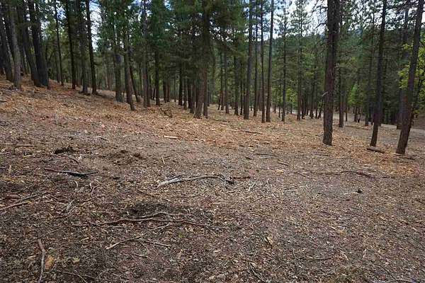 18.3 Acres of Land for Sale in Quincy, California
