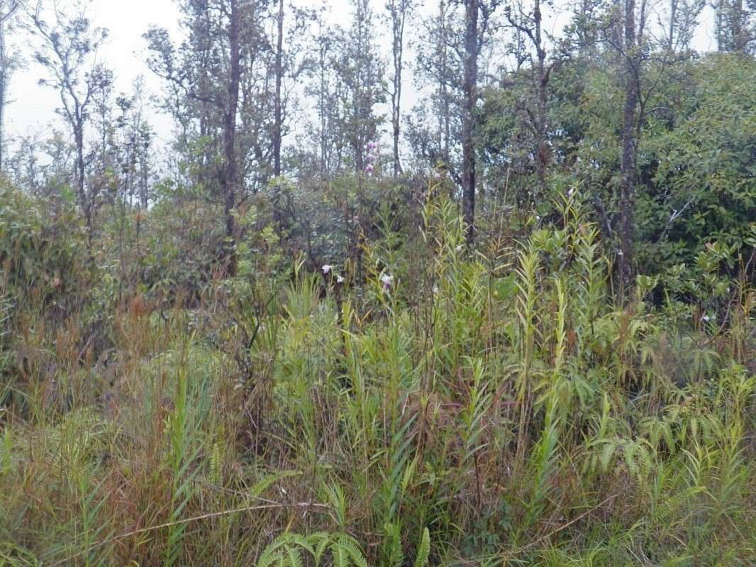 3 Acres of Residential Land for Sale in Kurtistown, Hawaii