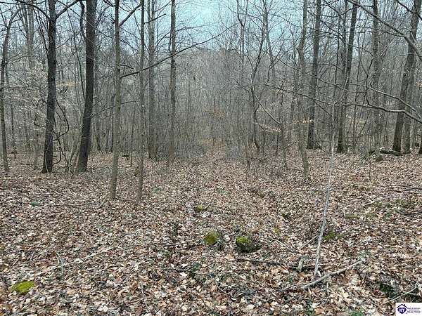 21.4 Acres of Land for Auction in Rhodelia, Kentucky