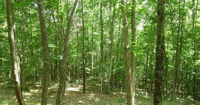 5 Acres of Land for Sale in Crawford, Tennessee