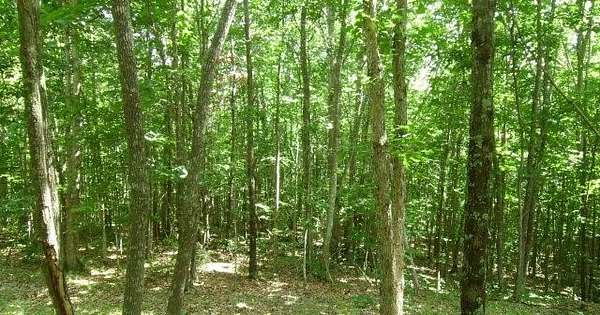 5 Acres of Land for Sale in Crawford, Tennessee