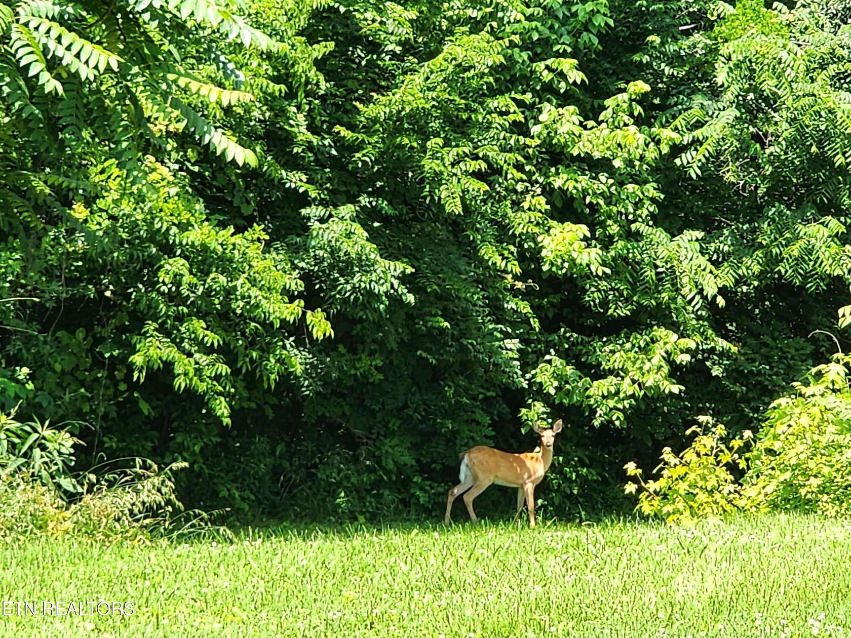 1.35 Acres of Residential Land for Sale in Harriman, Tennessee