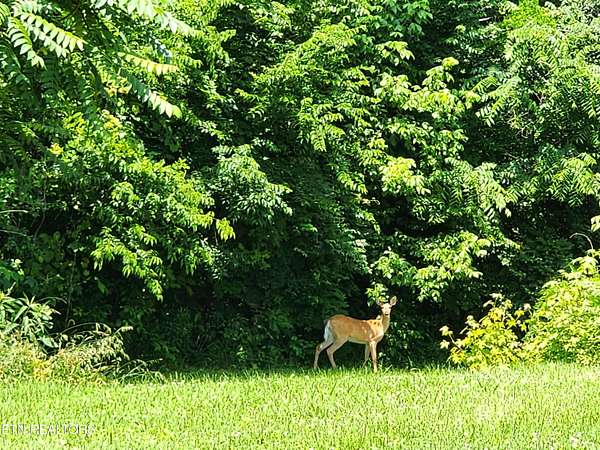 1.35 Acres of Residential Land for Sale in Harriman, Tennessee