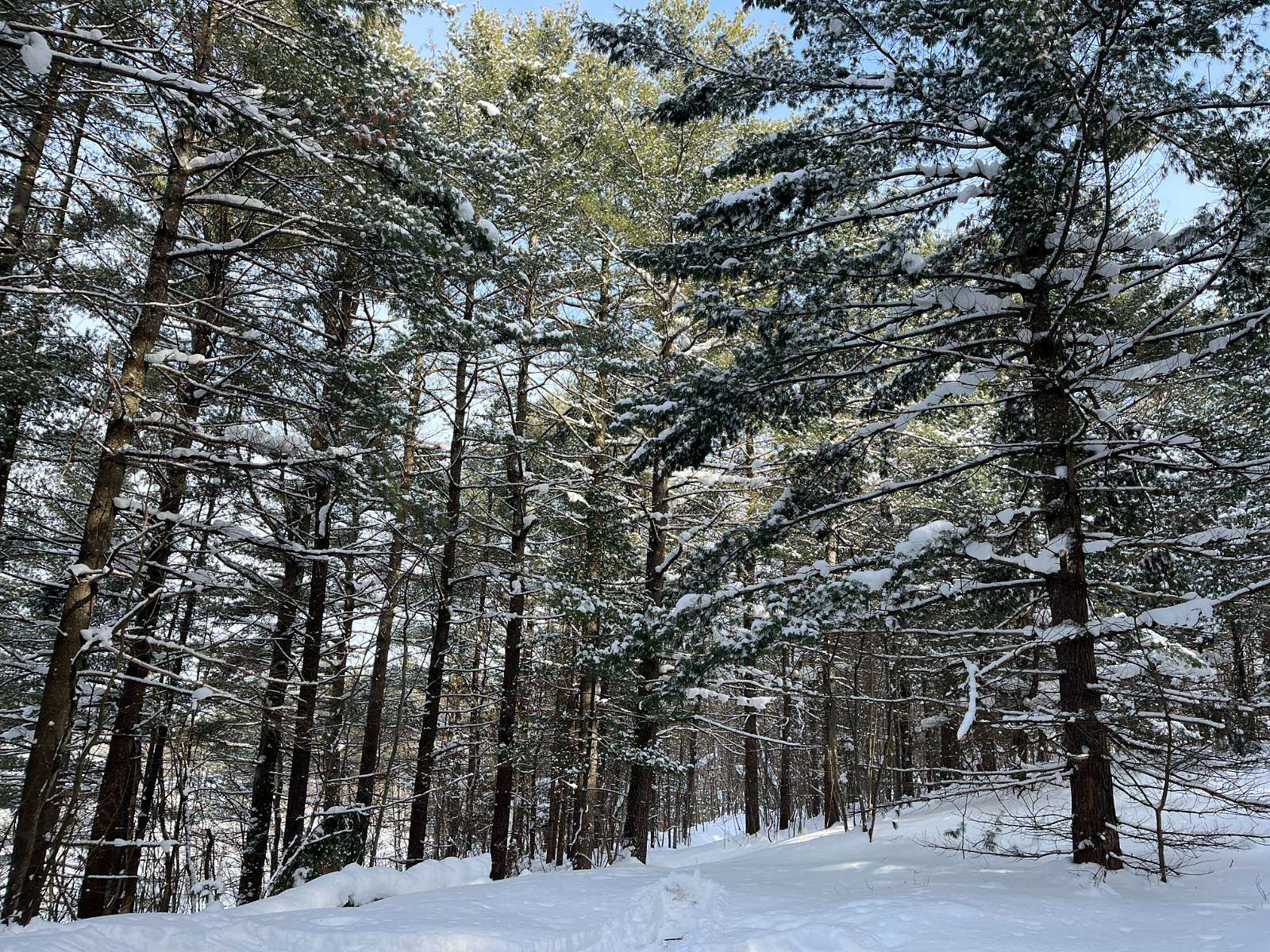 67 Acres of Recreational Land for Sale in Diana Town, New York