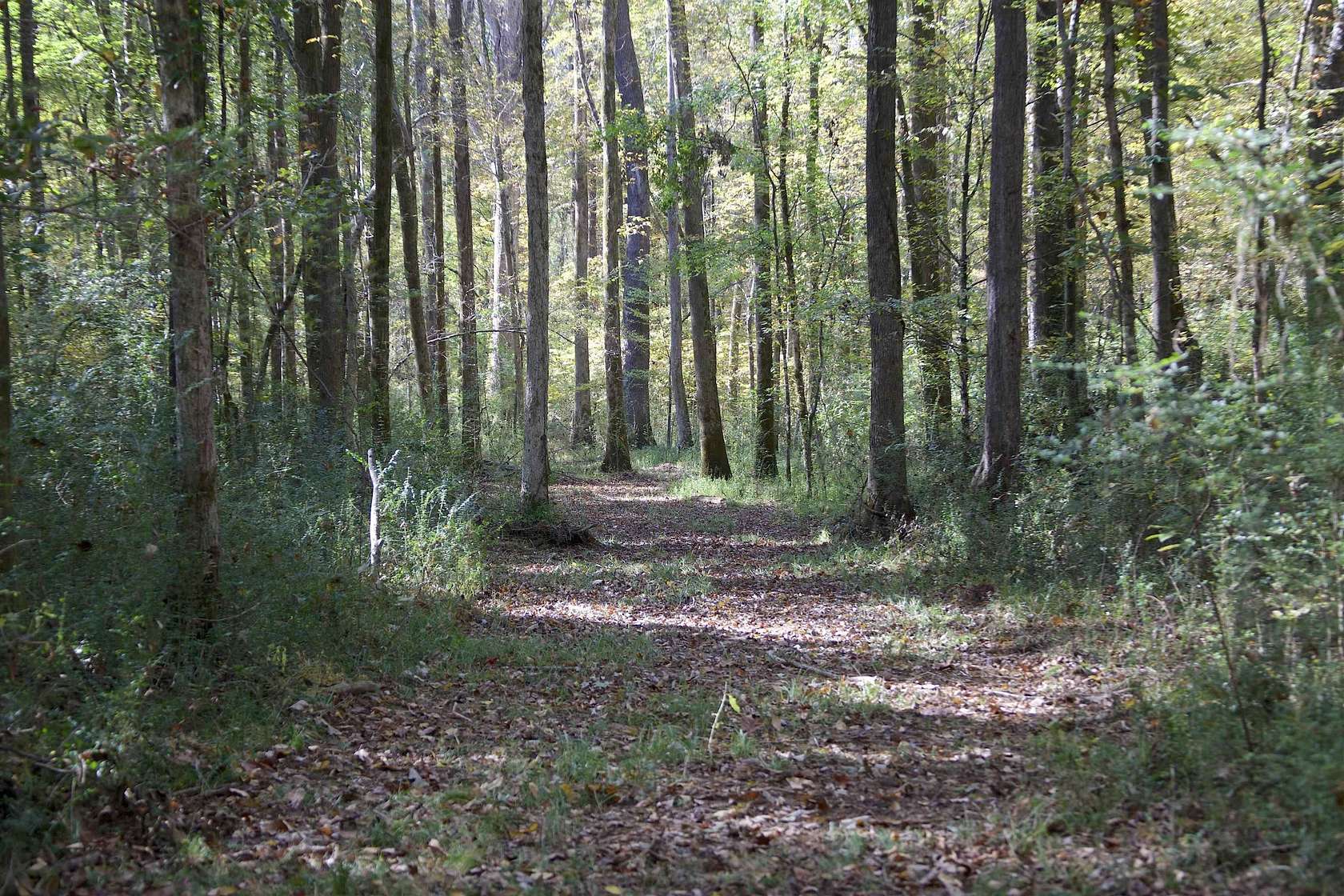 112 Acres of Recreational Land for Sale in Walnut, Mississippi