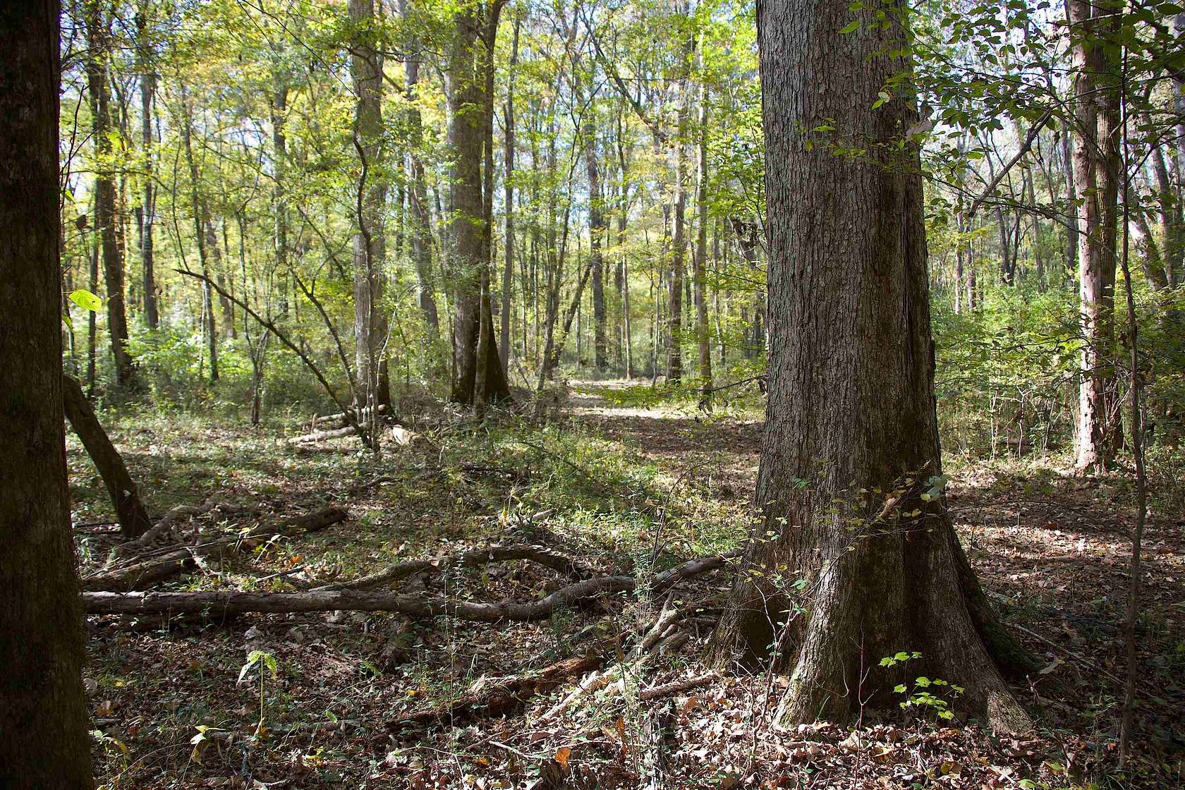 112 Acres of Recreational Land for Sale in Walnut, Mississippi