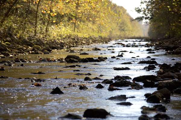 84.2 Acres of Recreational Land for Sale in Walnut, Mississippi