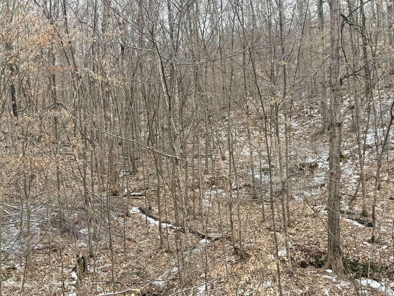 19.7 Acres of Recreational Land & Farm for Sale in Hampshire, Tennessee